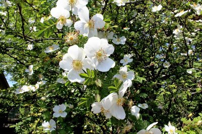 Rosa omeiensis 'Pteracantha' - růže omejská